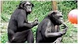 bonobo.jpg, 7 KB