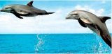 delfin.jpg, 4 KB